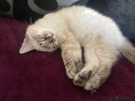 Ragdoll cats - Advert 16