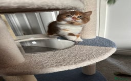 British Shorthair cats for sale: Gorgeous Cinnamon BSH and BLH kittens  - Image 7