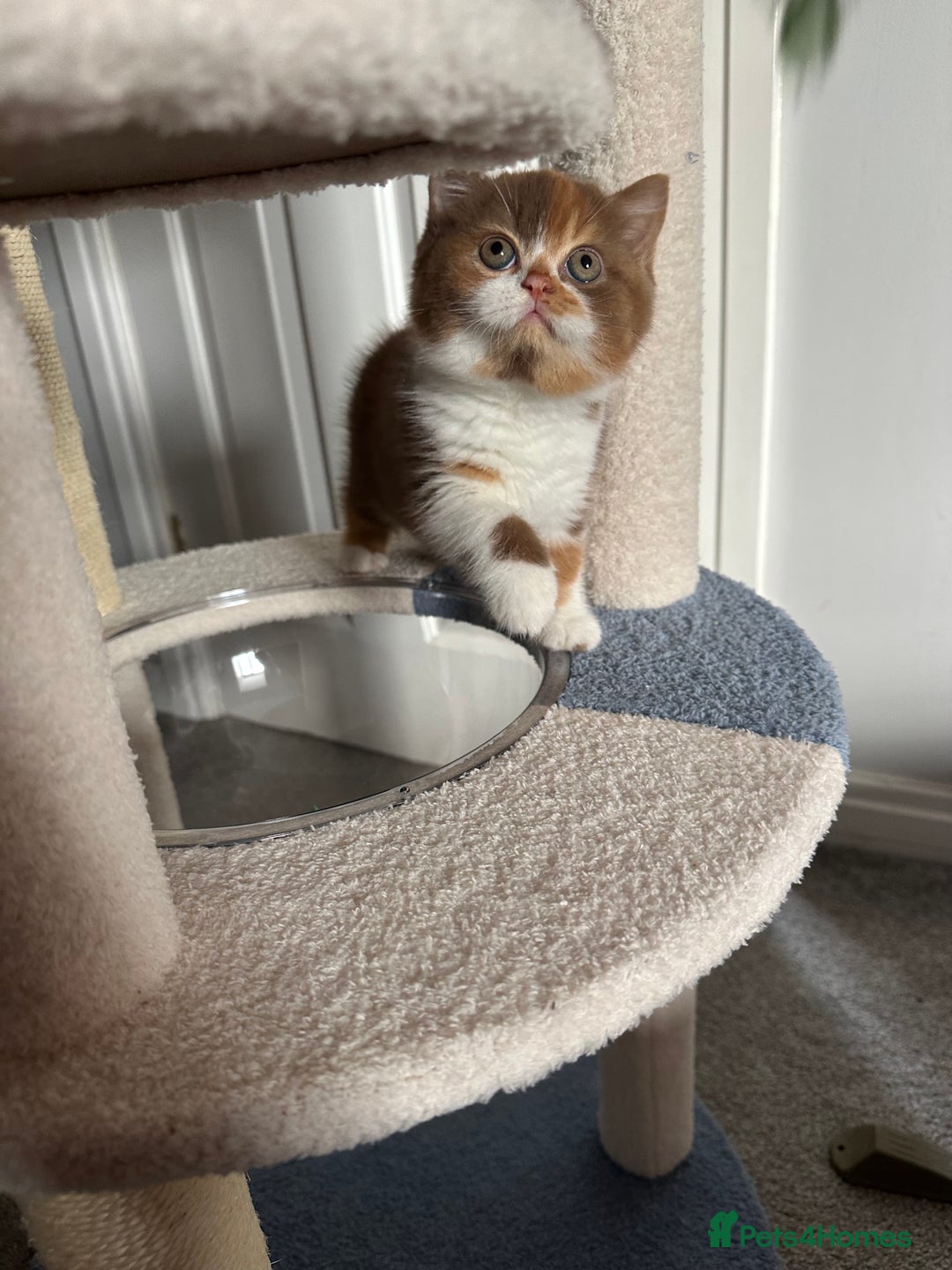 British Shorthair cats for sale: Gorgeous Cinnamon BSH and BLH kittens  - Image 7