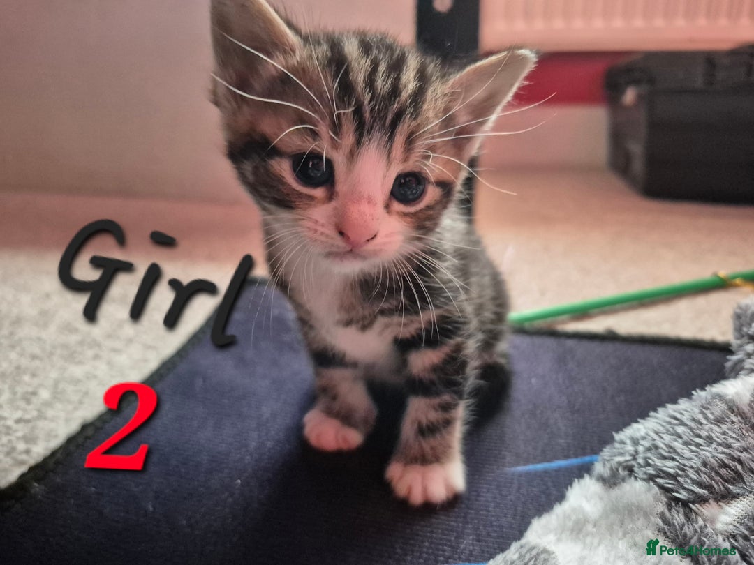Mixed Breed cats for sale: Gorgeous Tabby x Tuxedo male kitten  - Image 15