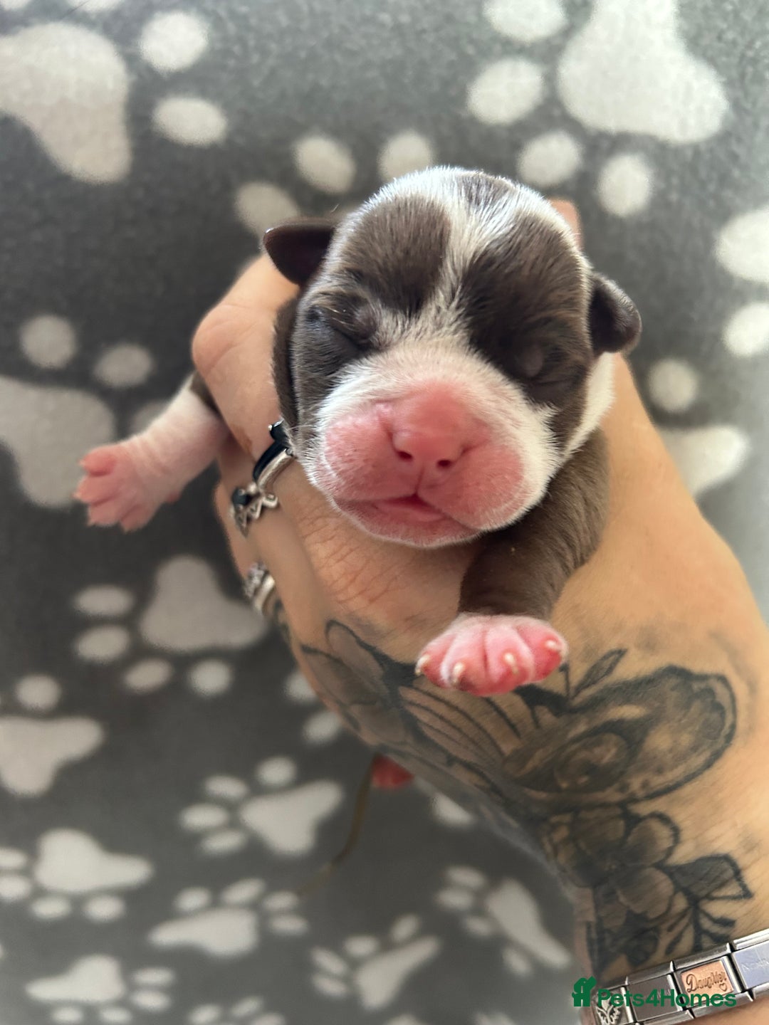 Olde English Bulldogge dogs for sale: CARTEL BLOODLINE OLDE ENGLISH PUPPIES!!  - Image 14