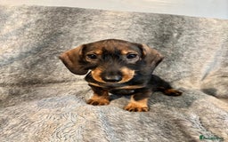 Dachshund dogs for sale: Dachshund Girls Ready Now Fully Vaccinated  - Image 4
