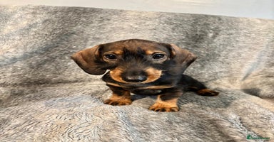 Dachshund dogs - Advert 5