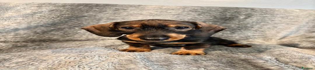 Dachshund Puppy 7