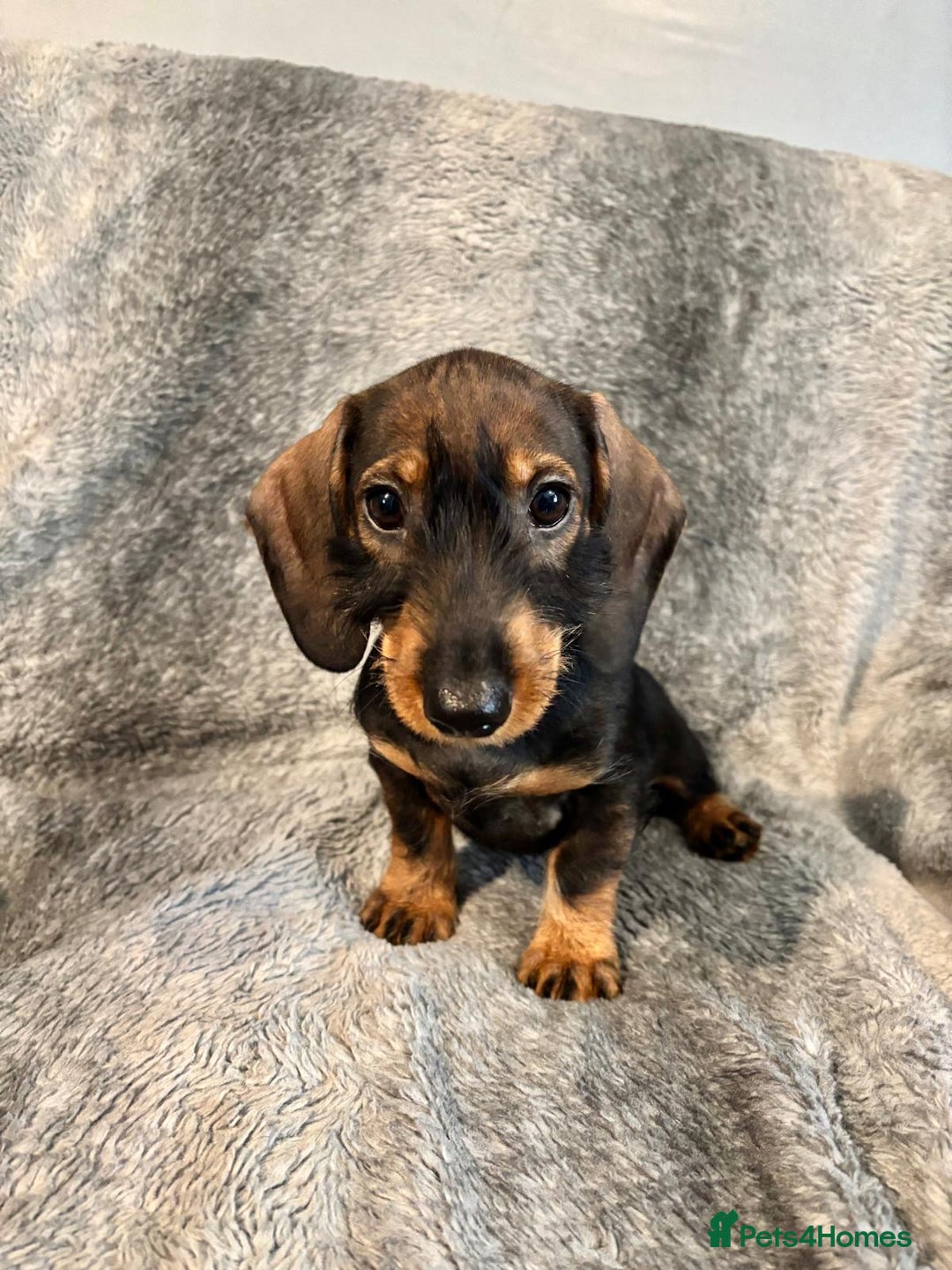 Dachshund dogs for sale: Dachshund Girls Ready Now Fully Vaccinated  - Image 4