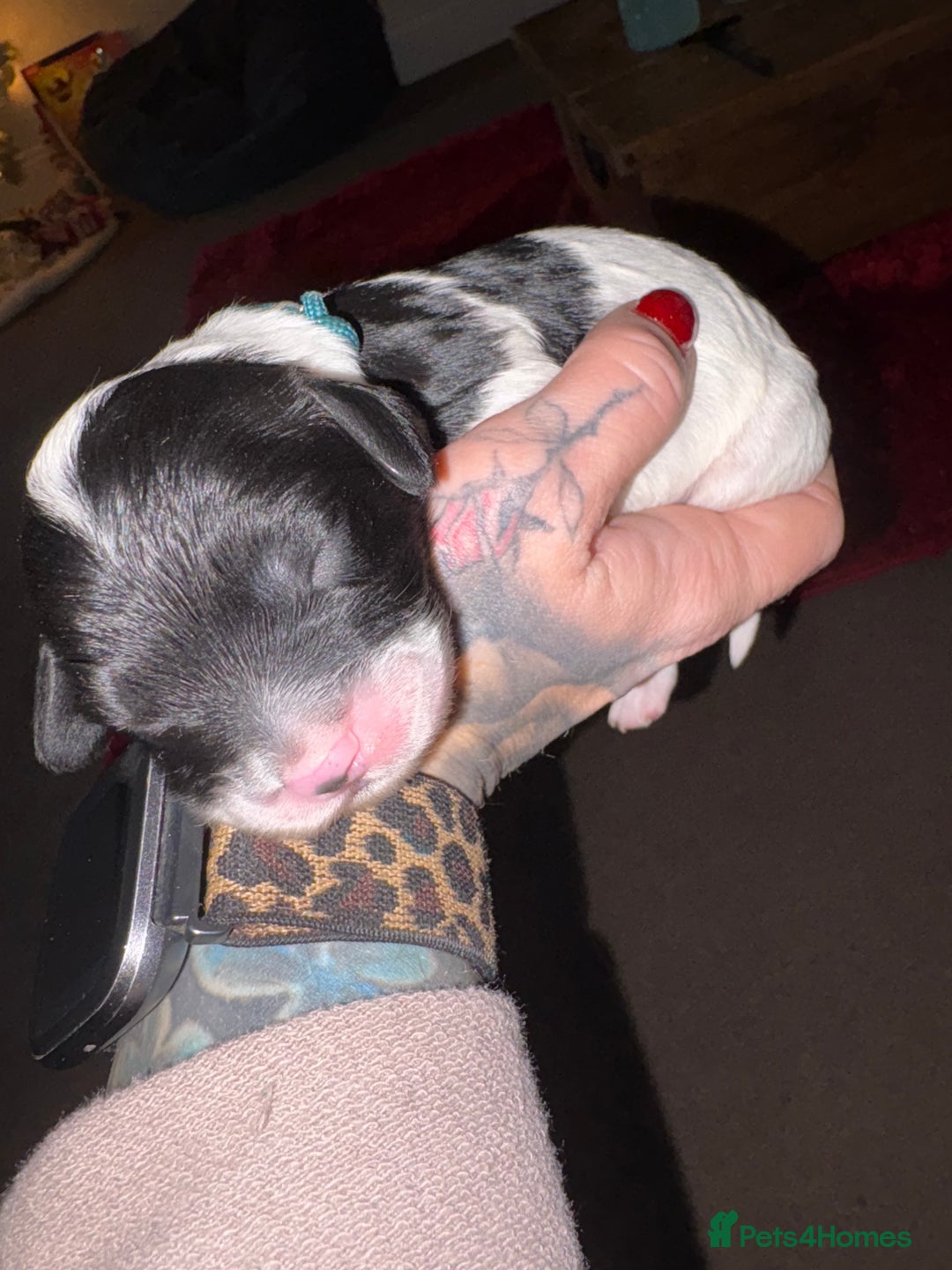 Mixed Breed dogs for sale: Beautiful Cavapoo puppies  - Advert 11