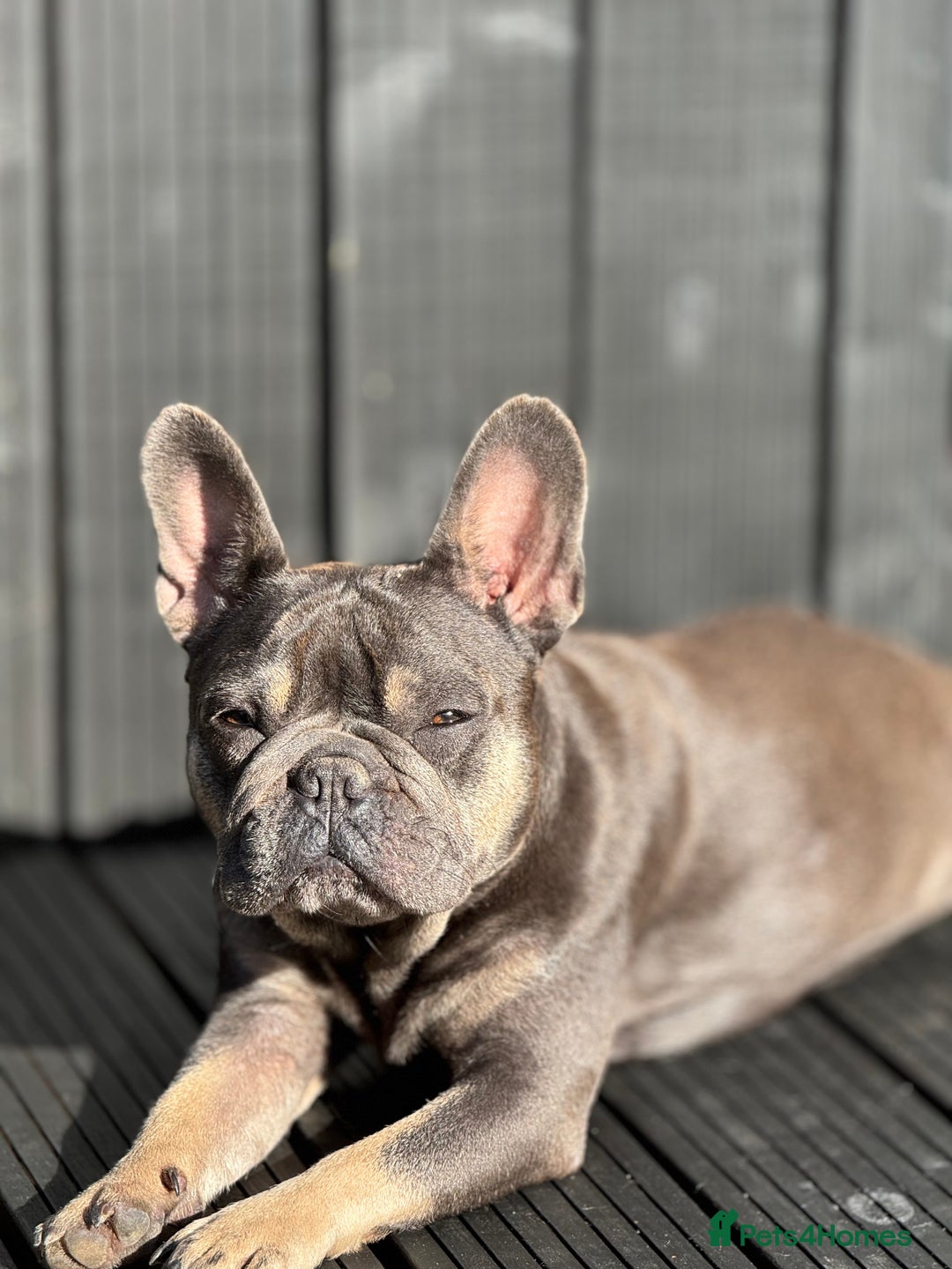 French Bulldog dogs for sale: Merle french bulldogs  - Image 10