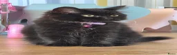 British Shorthair cats for sale:  British Cross Shorthair black Kittens - Advert 22