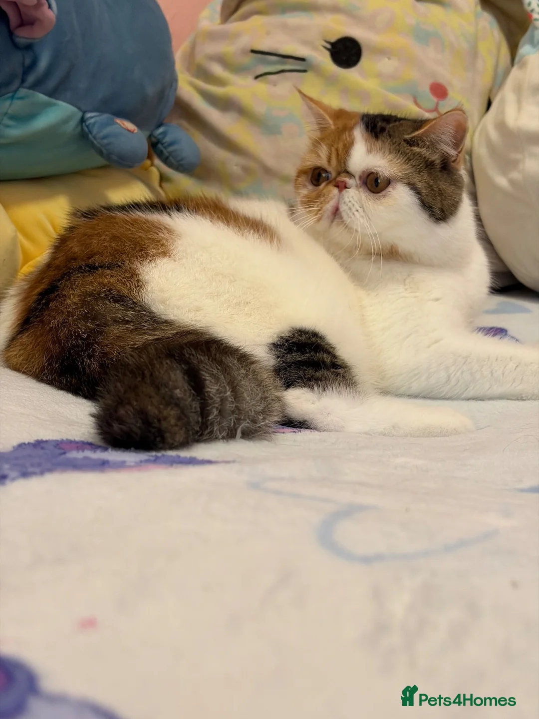 Exotic cats for sale: Exotic shorthair  - Advert 14