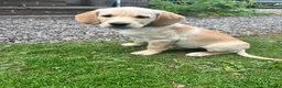 Goldador dogs for sale: Golden retriever Labrador cross  in Glasgow - Advert 6