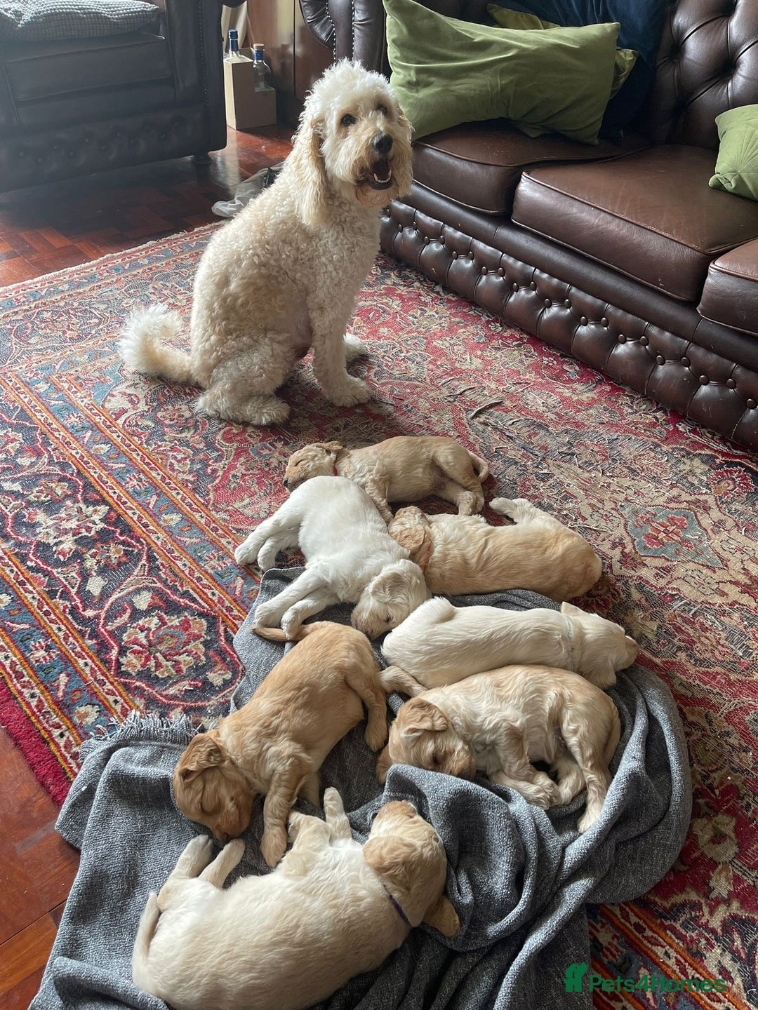 Labradoodle dogs for sale: Lily's Mini's - Multigen Mini Labradoodle Puppies - Image 4