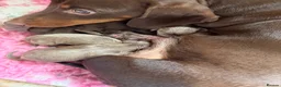 Miniature Dachshund dogs for sale: Beautiful Miniature Dachshund Puppies - Advert 6