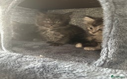 Ragcoon cats for sale: Ragcoon kittens  - Image 4