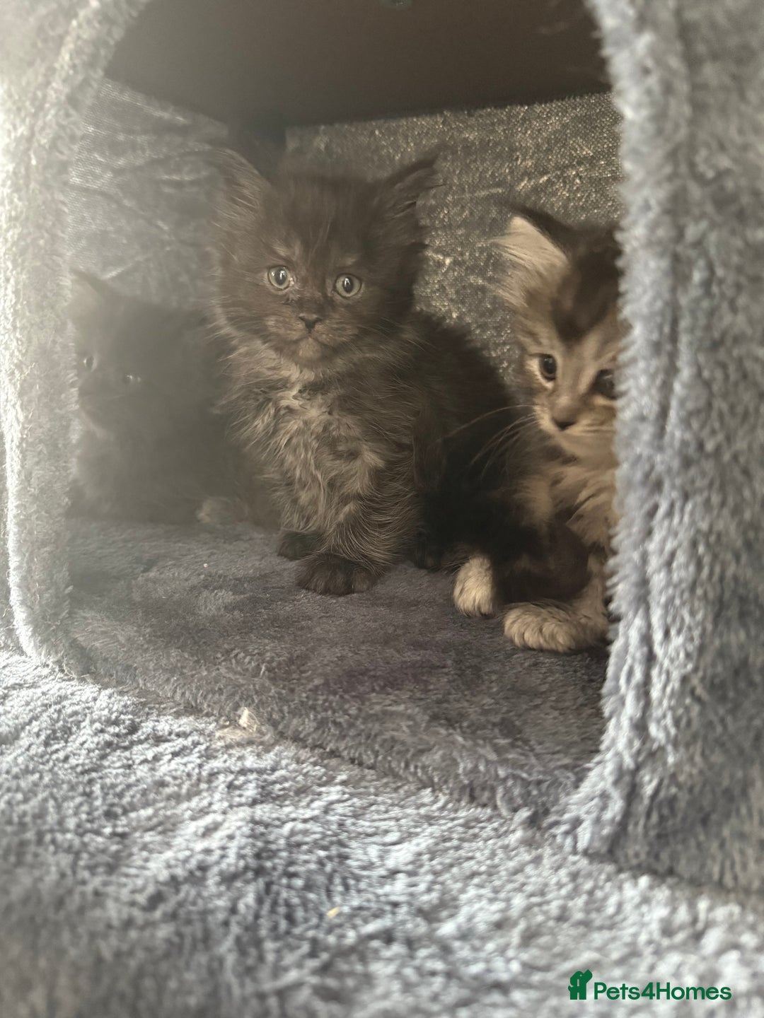 Ragcoon cats for sale: Ragcoon kittens  - Image 4