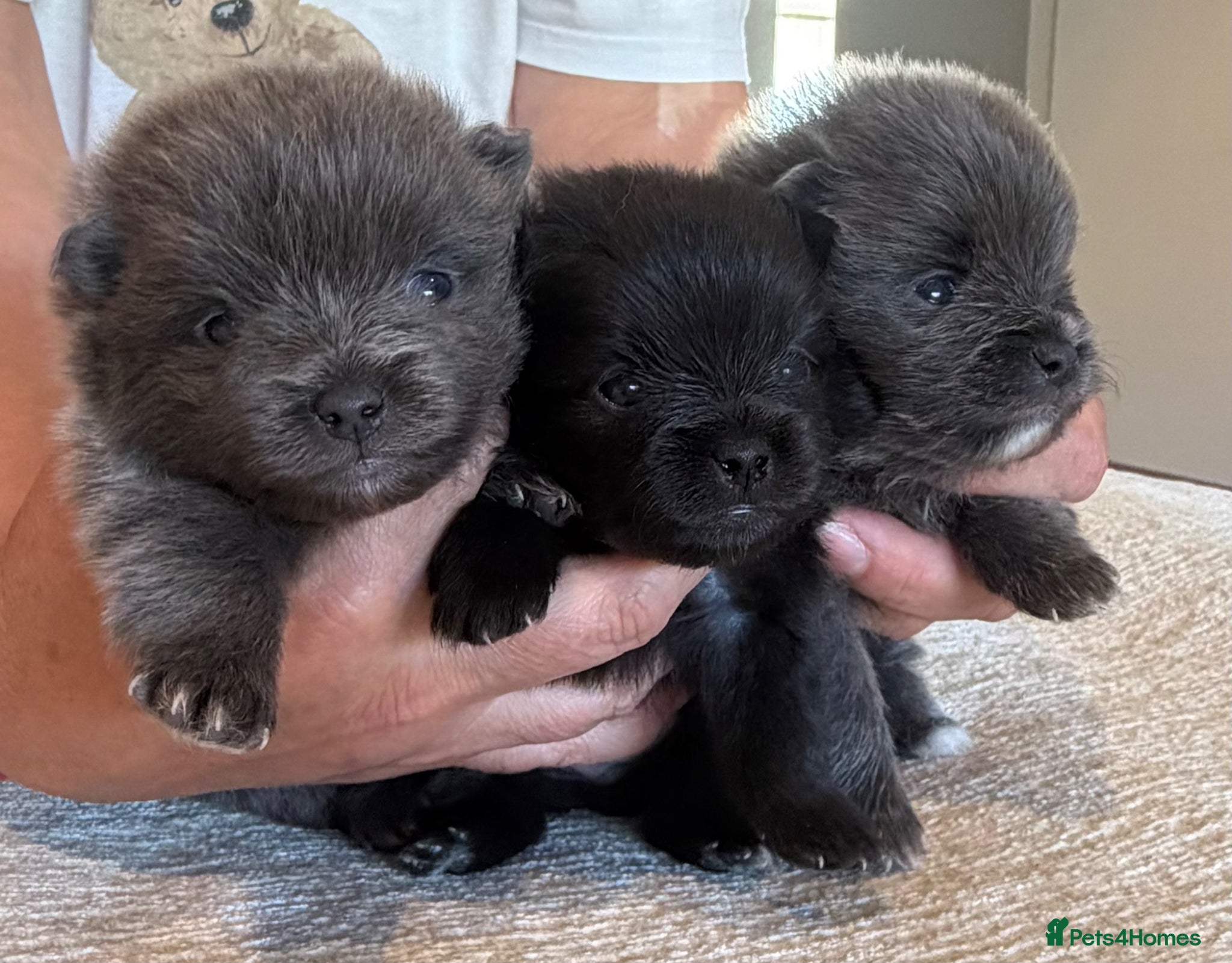 Pomeranian dogs Beautiful and rare mini Pomeranian puppies   - Advert 2