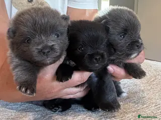 Pomeranian dogs Beautiful and rare mini Pomeranian puppies - Advert 2