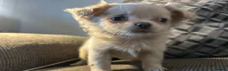 Chihuahua dogs for sale: Perfect Russian line chihuahua  - Advert 13