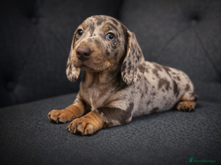 Miniature Dachshund dogs 🐾 Dapple Boy Newly Available! 🐾 - Advert 12