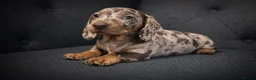 Miniature Dachshund dogs for sale: 🐾 Dapple Boy Newly Available! 🐾 - Advert 6