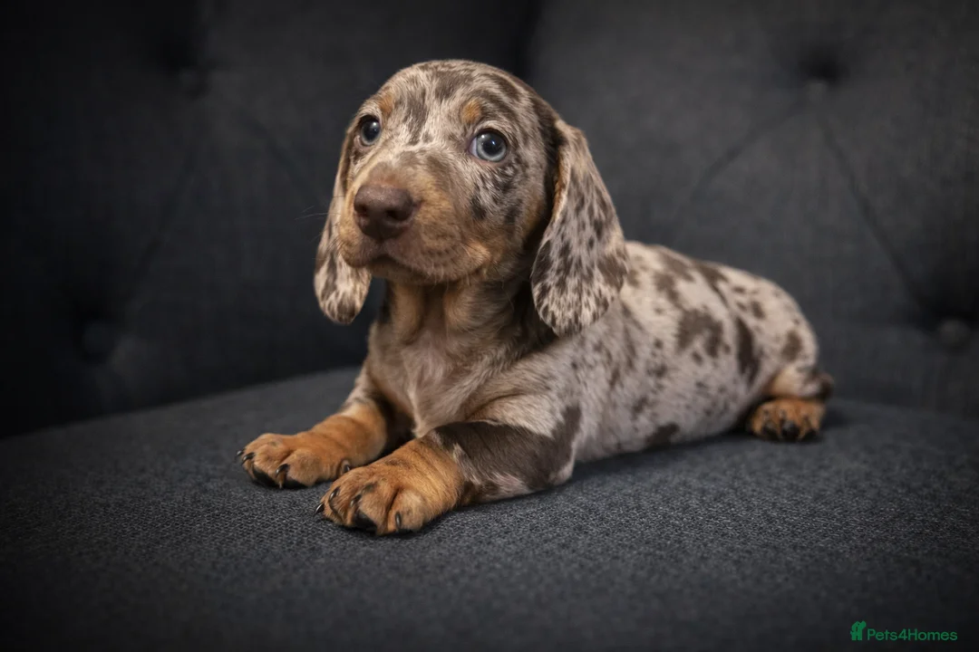 Miniature Dachshund dogs for sale: 🐾 Dapple Boy Newly Available! 🐾 - Advert 6