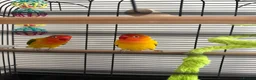 Lovebirds birds for sale: Kiwi & Mango - Bonded Lovebird Pair in South Ockendon - Advert 2