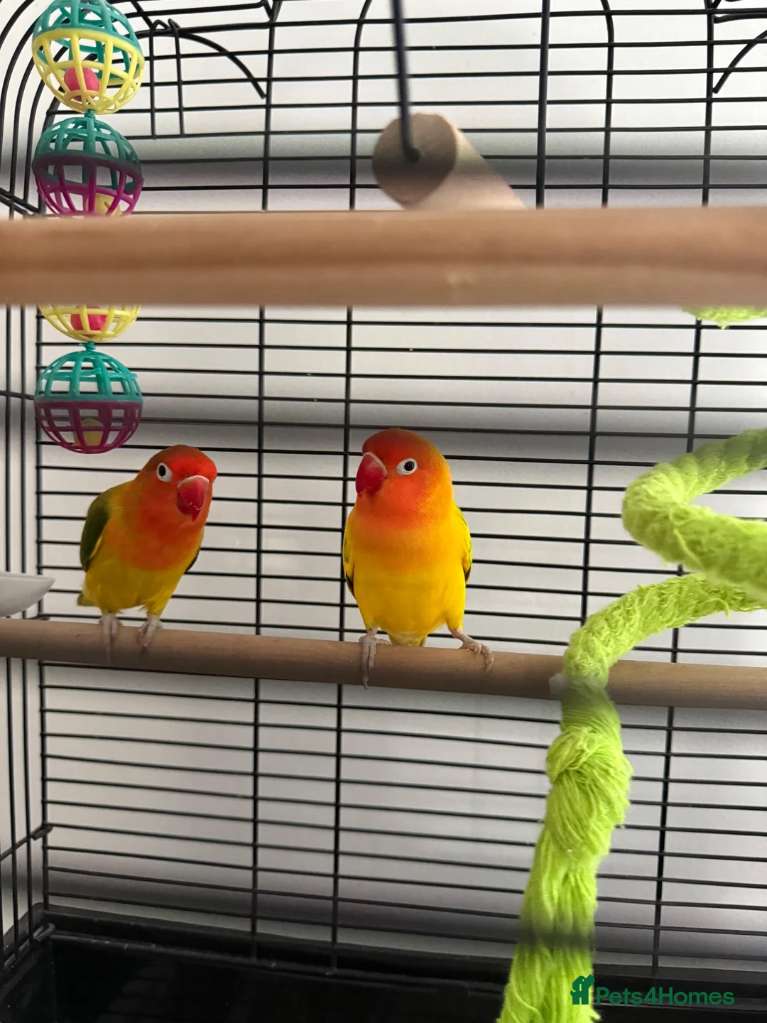 Lovebirds birds for sale: Kiwi & Mango - Bonded Lovebird Pair in South Ockendon - Advert 2