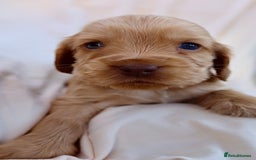 Cocker Spaniel dogs for sale: Beautiful family SHOW cocker spaniels LAST 2 - Image 24