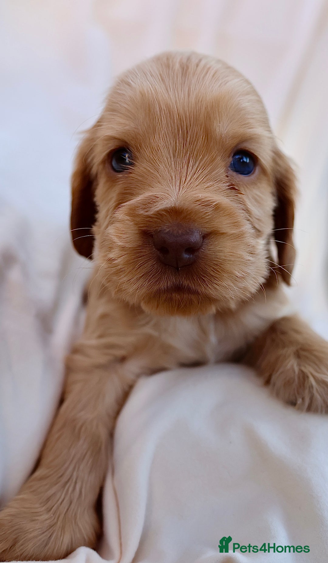 Cocker Spaniel dogs for sale: Beautiful family SHOW cocker spaniels LAST 2 - Image 24