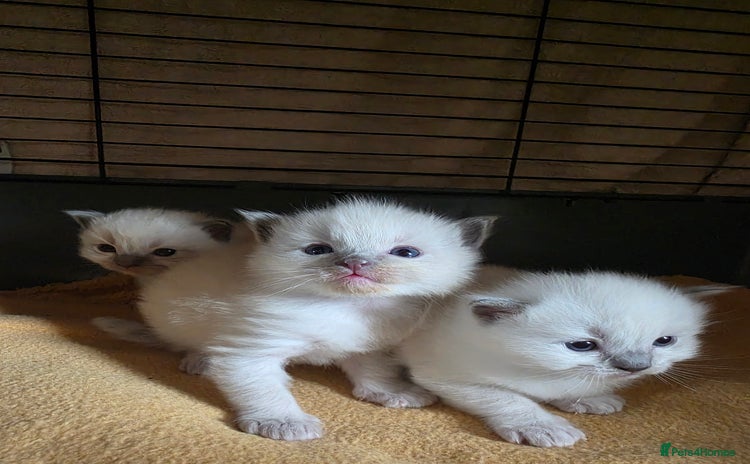 Ragdoll cats - Advert 1