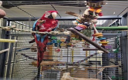 Macaws birds for sale: Greenwing macaw and a blue and gold macaw  - Image 2