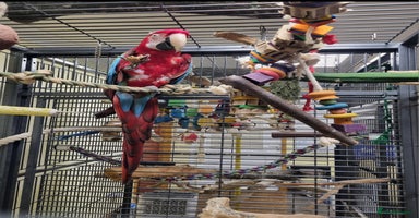 Macaws birds - Advert 15