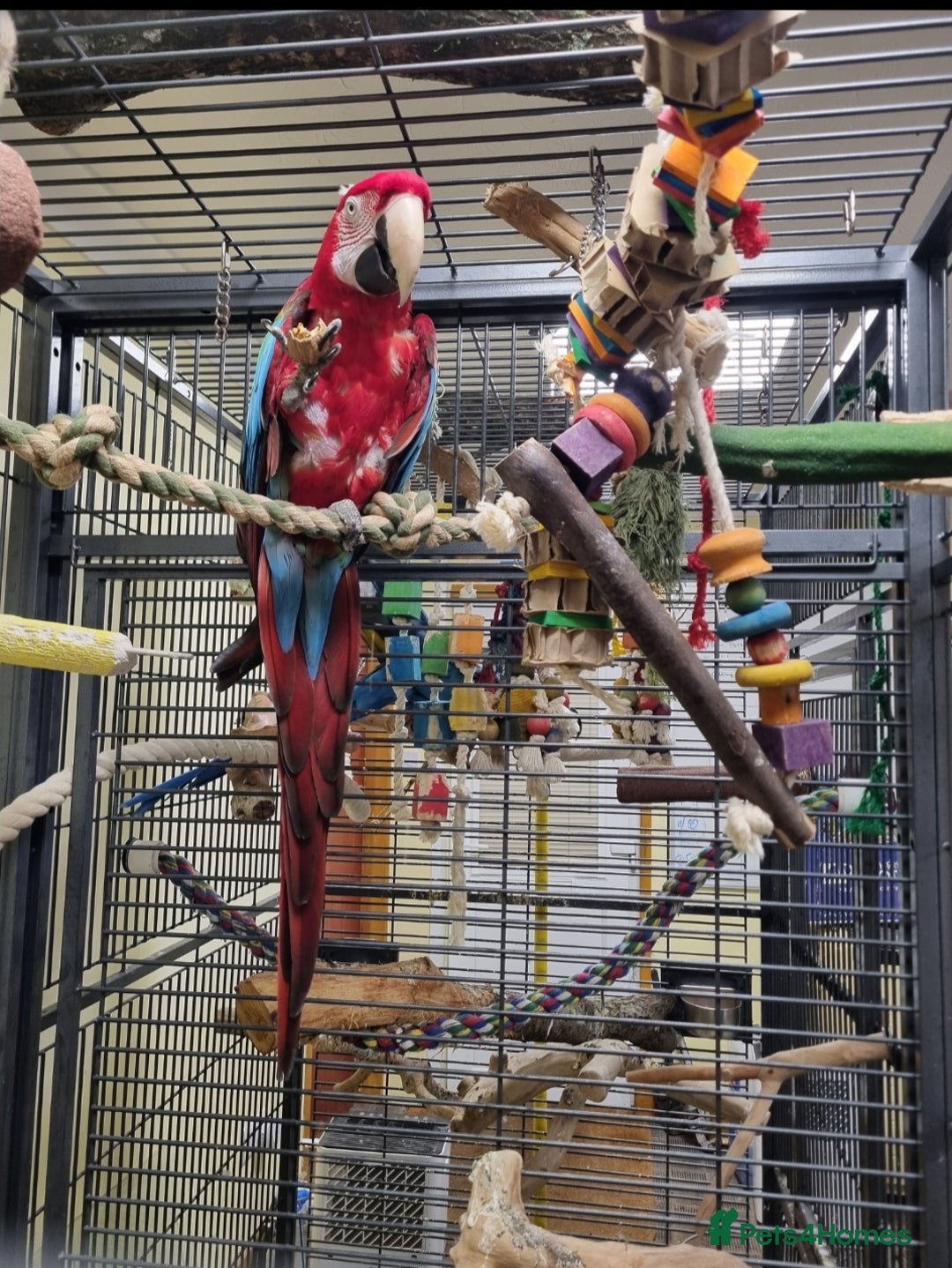 Macaws birds for sale: Greenwing macaw and a blue and gold macaw  - Image 2