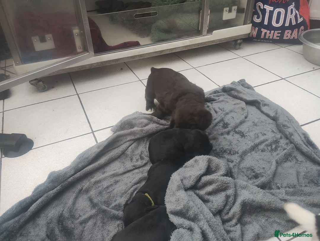 Cocker Spaniel dogs for sale: KC Registered working cocker spaniel male - Advert 2