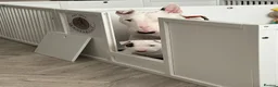 English Bull Terrier dogs for sale: Beautiful bull terrier available  - Advert 4