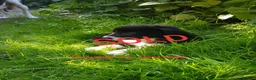 Border Collie dogs for sale: Working line Border Collie pups for sale in Helston - Advert 8