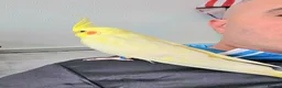 Cockatiels birds for sale: One Yr old female cockatiel  - Advert 1