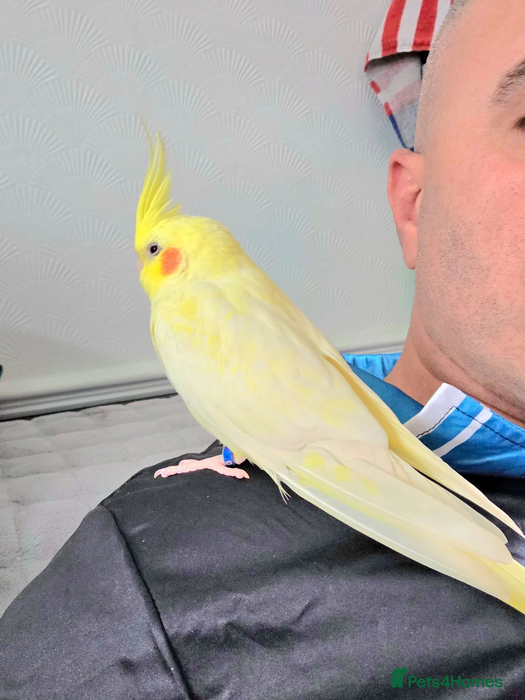 Cockatiels birds for sale: One Yr old female cockatiel  - Advert 1