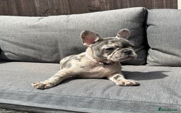 French Bulldog dogs for sale: French Bulldog Puppies–4 Girls & 2 Boys READY NOW  in Walton-on-Thames - Image 7