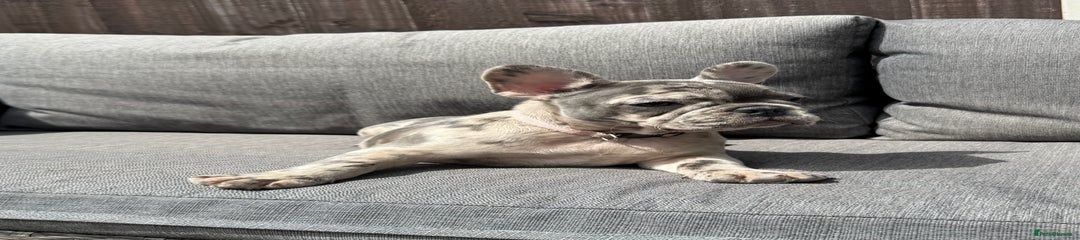 French Bulldog Puppy 5