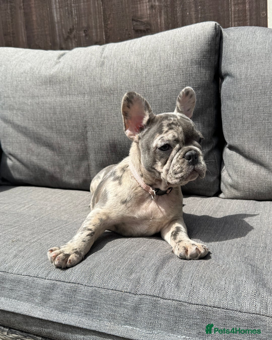 French Bulldog dogs for sale: French Bulldog Puppies–4 Girls & 2 Boys READY NOW  in Walton-on-Thames - Image 7