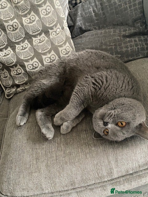 British Shorthair cats British Blue Shorthair 1 year old boy in Sleaford - Advert 1