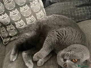 British Shorthair cats British Blue Shorthair 1 year old boy in Sleaford - Advert 1