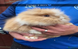 Lionhead rabbits for sale: Fluffy lion head babies 9 weeks old ready to leave - Image 2