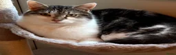 Mixed Breed cats for sale: Willow- The Perfect Companion  in Consett - Advert 2