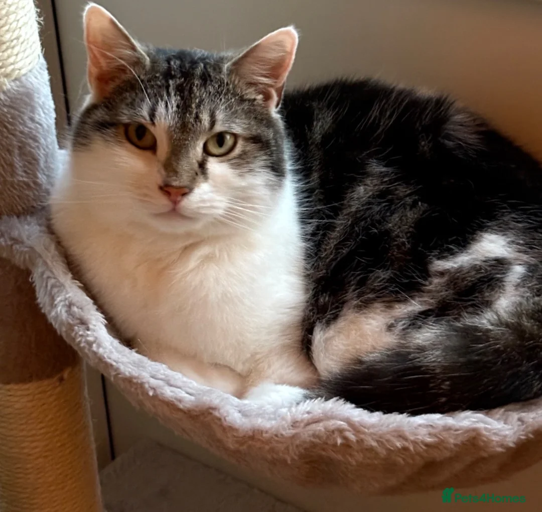 Mixed Breed cats for sale: Willow- The Perfect Companion  in Consett - Advert 2