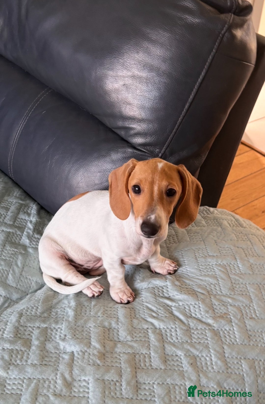Miniature Dachshund dogs for sale: Amazing Piebald Girls - Image 3