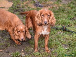 Cocker Spaniel dogs 2 Females Cocker Spaniel For Rehoming - Advert 11