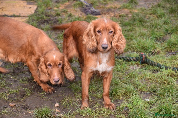 Cocker Spaniel dogs 2 Females Cocker Spaniel For Rehoming - Advert 4