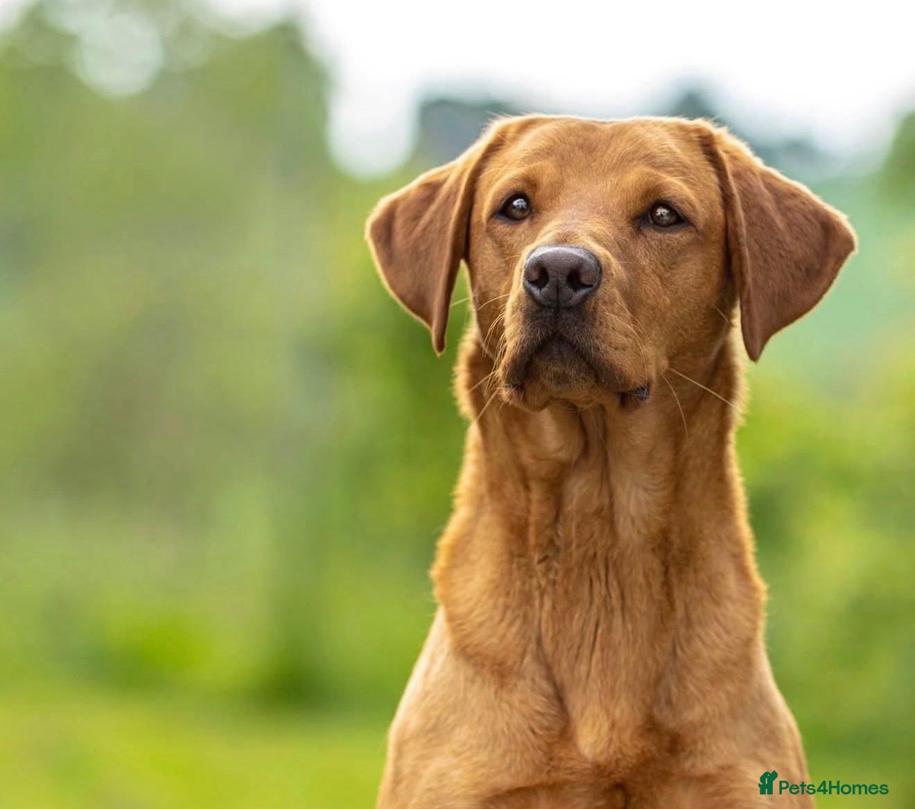 Labrador Retriever dogs This is Boo - Advert 3