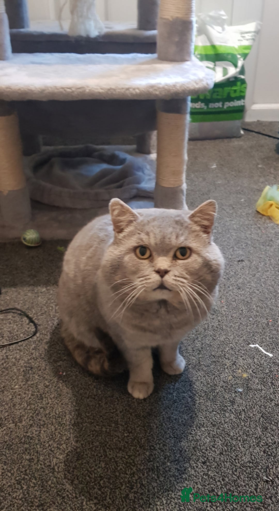 British Shorthair cats for sale: British Shorthair Kittens in Bradford - Image 8